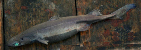 Etmopterus spinax_05.jpg